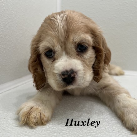 puppy, for, sale, Cockalier, Joe & Cherri  Overlease, dog, breeder, Miller, MO, dog-breeder, puppy-for-sale, forsale, nearby, find, puppyfind, locator, puppylocator, aca